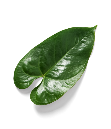 hoja